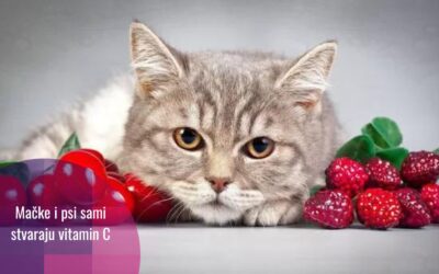 Zašto mačke i psi ne moraju unositi vitamin C hranom?