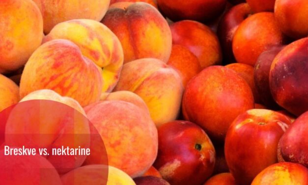 Breskve i nektarine: jedan gen razlike