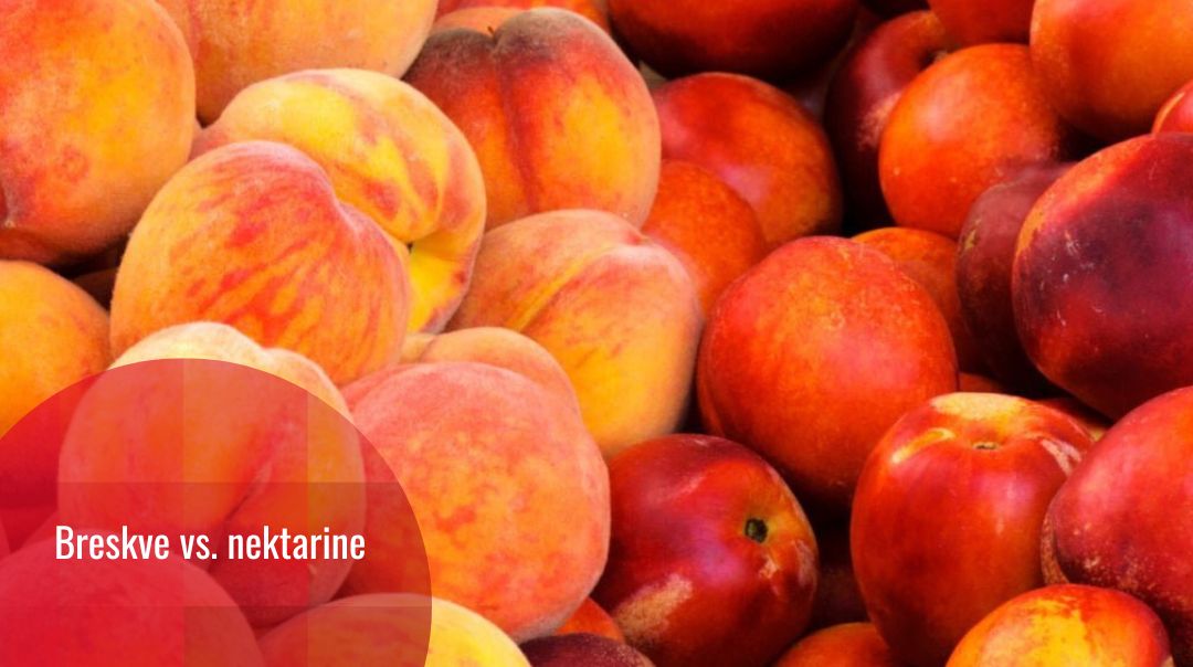 Breskve i nektarine: jedan gen razlike