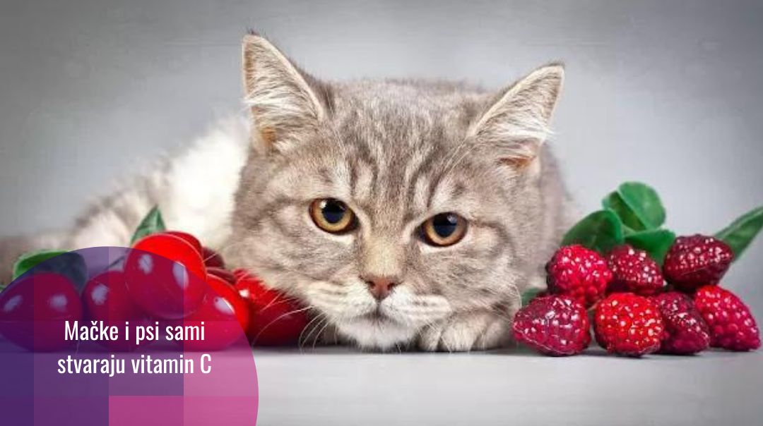 Zašto mačke i psi ne moraju unositi vitamin C hranom?