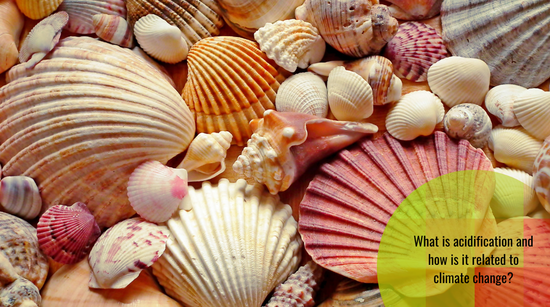Acidification of seas and oceans: twin-sister of climate change
