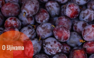 Nauka šljive: ljubičasti amblem Balkana