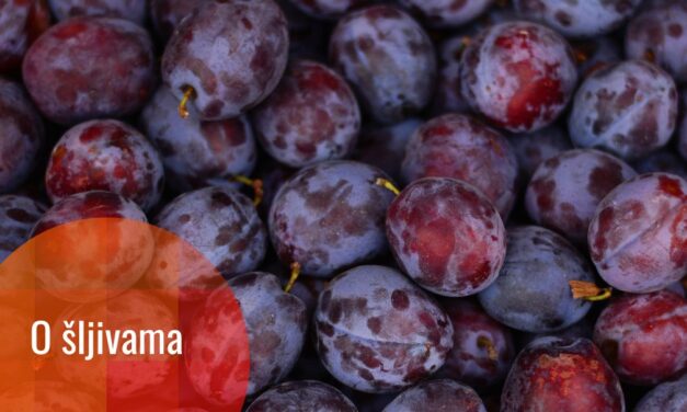 Nauka šljive: ljubičasti amblem Balkana