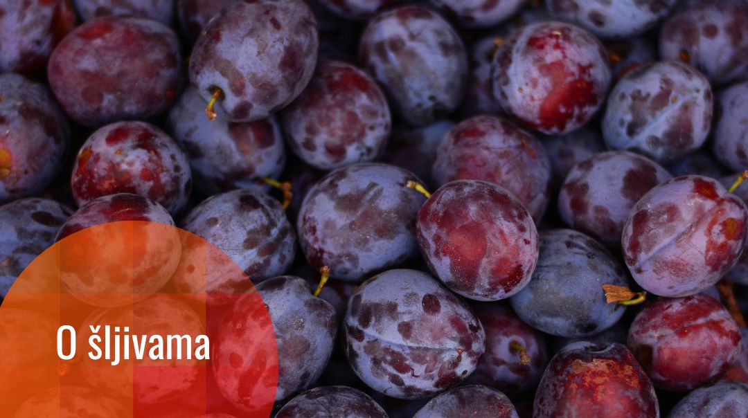Nauka šljive: ljubičasti amblem Balkana