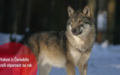Vukovi u Černobilu razvili mutacije koje ih čine otpornijim na rak
