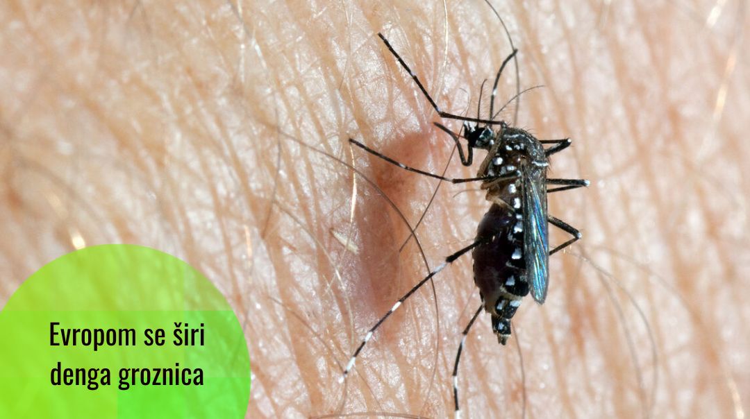 Denga groznica u regionu Mediterana kao posljedica klimatskih promjena