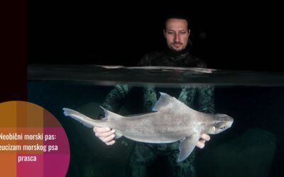 Morski pas prasac neobične boje otkriven u Mediteranu