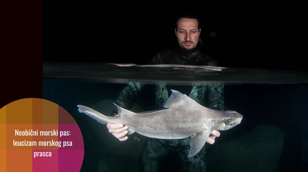 Morski pas prasac neobične boje otkriven u Mediteranu
