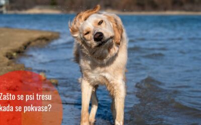 Zašto psi tresu vodu sa sebe? Nauka konačno ima odgovor