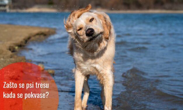 Zašto psi tresu vodu sa sebe? Nauka konačno ima odgovor