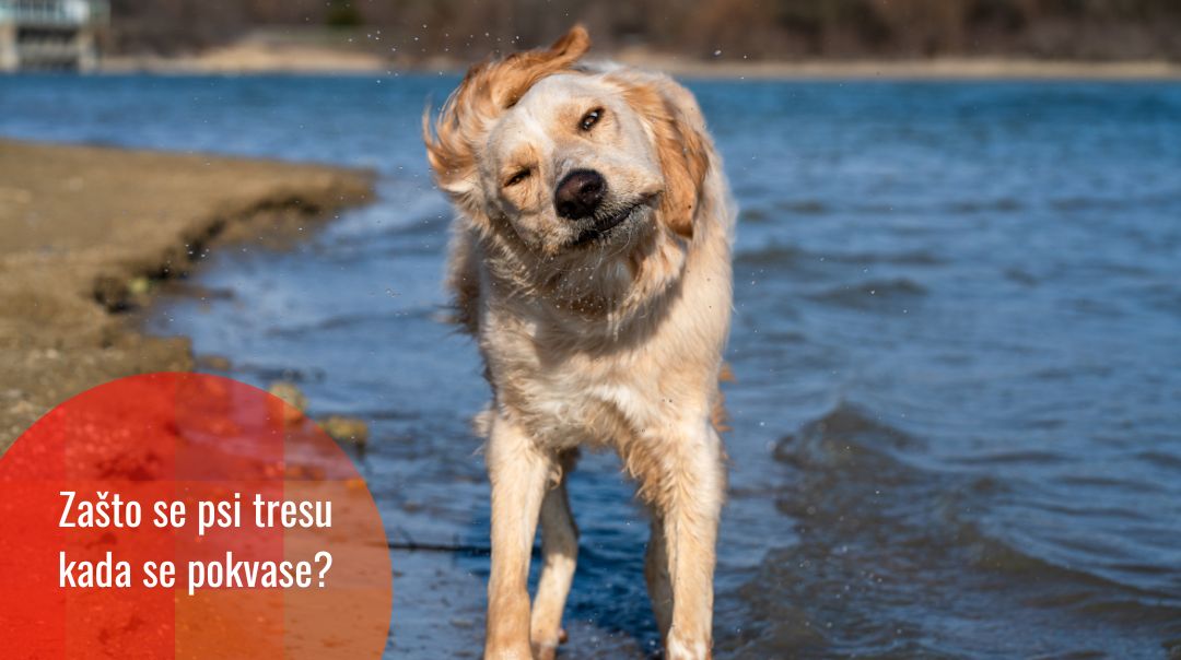 Zašto psi tresu vodu sa sebe? Nauka konačno ima odgovor