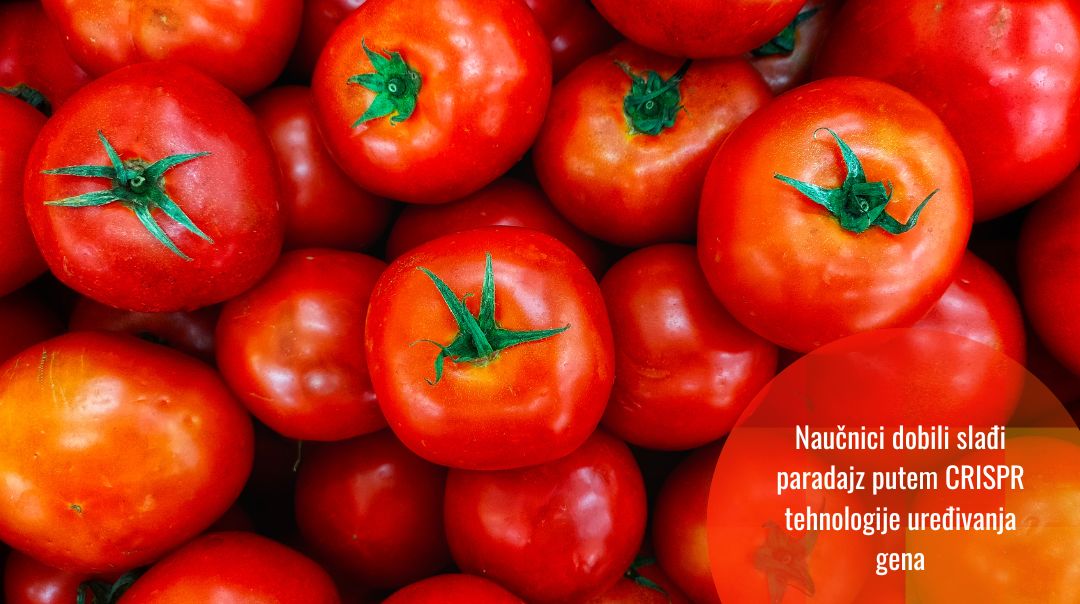 Naučnici editovanjem genoma pomoću CRISPR dobili slađi paradajz