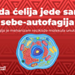 Autofagija: ćelijski „samojed”