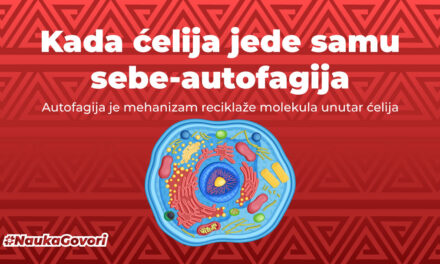 Autofagija: ćelijski „samojed”