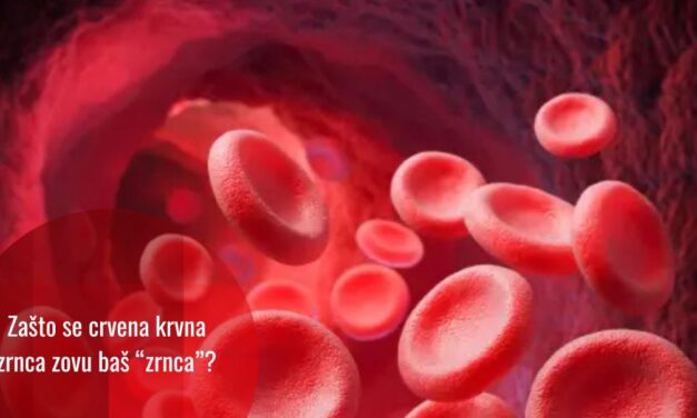Zašto crvena krvna zrnca nisu ćelije nego baš – zrnca?
