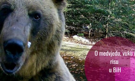 Zaštita krovnih zvijeri u BiH: problemi i nade