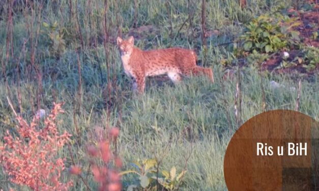 Povratak diskretnog lovca