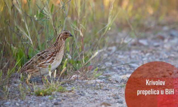 Italijanski krivolovci predstavljeni kao turisti u BiH