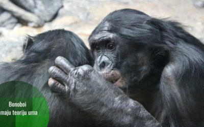 Bonobo čimpanze znaju kada vi nešto ne znate – i to znači da imaju teoriju uma