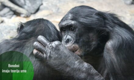 Bonobo čimpanze znaju kada vi nešto ne znate – i to znači da imaju teoriju uma