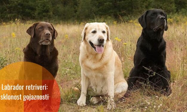 Labradori i ljudi dijele genske varijante za pretilost