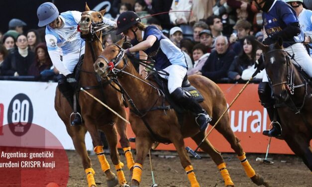 Nakon kloniranja, stigli i prvi CRISPR konji za polo
