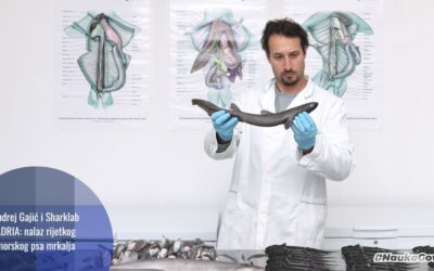 Andrej Gajić i Sharklab ADRIA: prvo otkriće novorođenog psa mrkalja u Jadranu