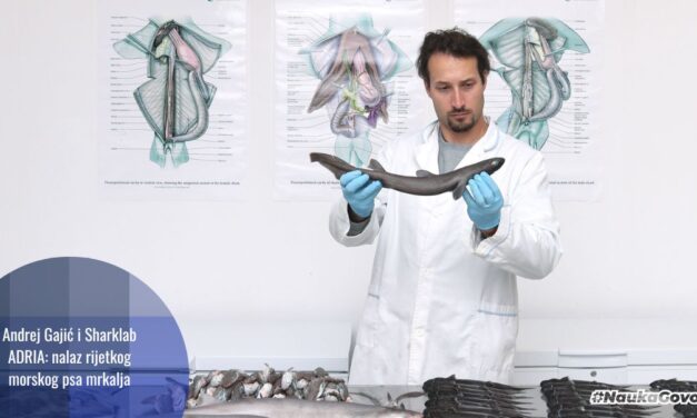 Andrej Gajić i Sharklab ADRIA: prvo otkriće novorođenog psa mrkalja u Jadranu