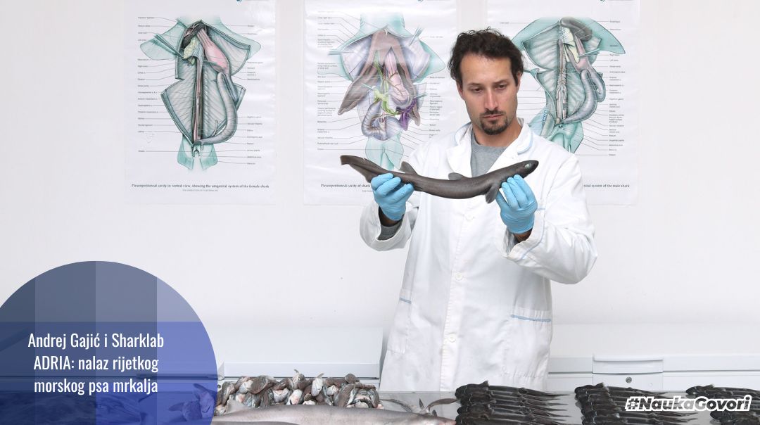 Andrej Gajić i Sharklab ADRIA: prvo otkriće novorođenog psa mrkalja u Jadranu