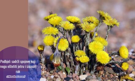 Podbjel: čest narodni lijek, ali ima hepatotoksična i karcinogena svojstva