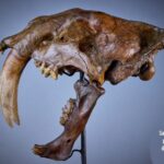 Zašto su sabljozubi tigrovi završavali u katranu? Njihove kosti otkrile su da je vrhunski predator bio ozbiljno bolestan