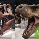 T. rex imao temperaturu poput čovjeka: naučnici prvi put izmjerili tjelesnu temperaturu dinosaurusa