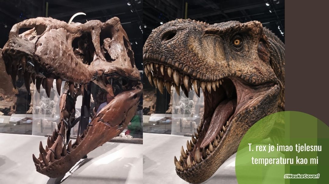 T. rex imao temperaturu poput čovjeka: naučnici prvi put izmjerili tjelesnu temperaturu dinosaurusa